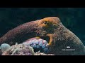 Secrets of the Octopus  - 01:40 min - News - Video