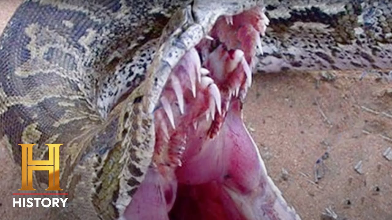 MonsterQuest: Lizard Beasts and Giant Pythons *Marathon*