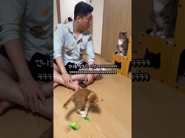 인급동 올라간 고양이