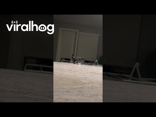Playing Hide and Seek With Mustachioed Cat || ViralHog