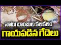 Buffalos Injured Due To Blast Of Naatu Bomb In Mancherial | V6 News