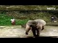2 Caretakers Suspended For Allegedly Torturing Elephants In Kerala  - 01:15 min - News - Video
