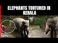 2 Caretakers Suspended For Allegedly Torturing Elephants In Kerala