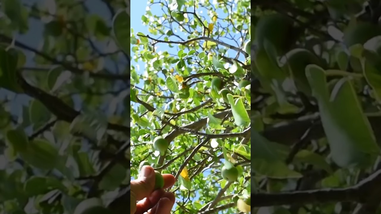 Manchineel Tree: The Deadliest Tree On Earth #Plants #Trees #Shorts