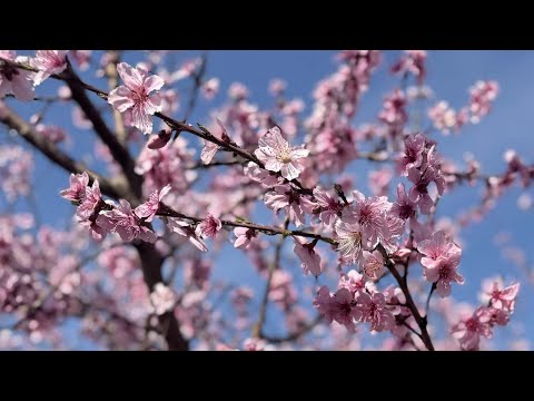 screenshot of youtube video titled Peach Blooms &amp; Strawberry Rows at McLeod Farms | Making It Grow