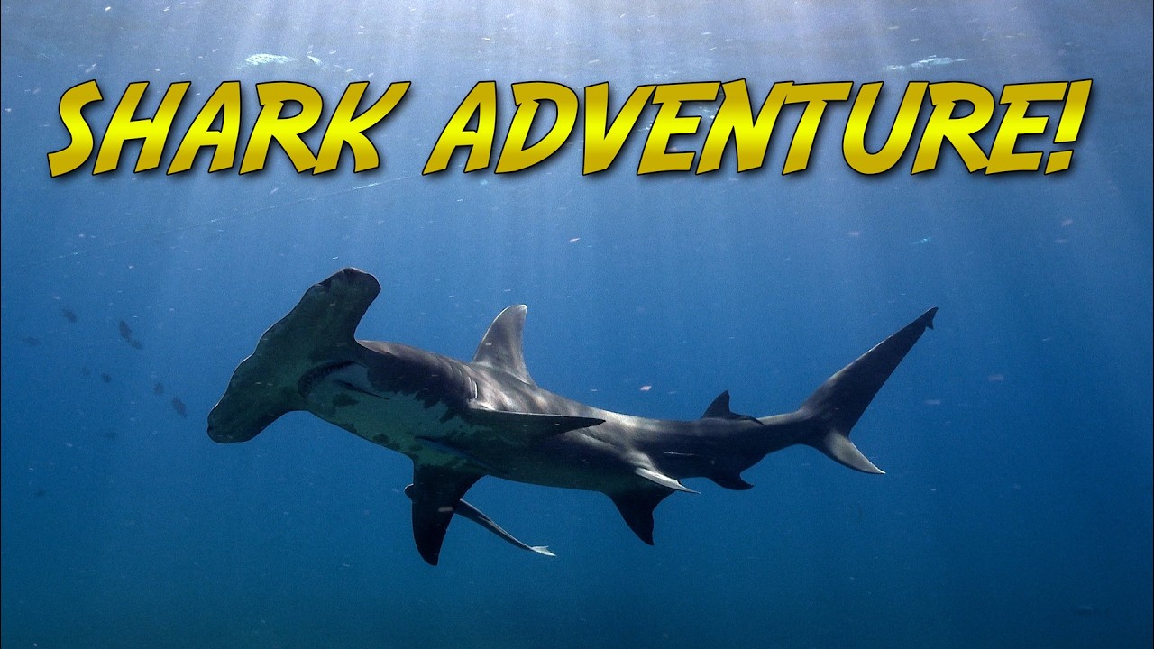 Brave Wilderness Shark Expedition! | BLUE WORLD DOCUMENTARY
