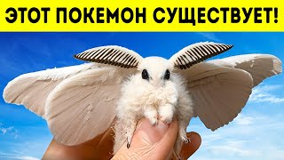 Венесуэльский мотылек-пудель: покемон из реальной жизни со звукоизолирующим мехом!