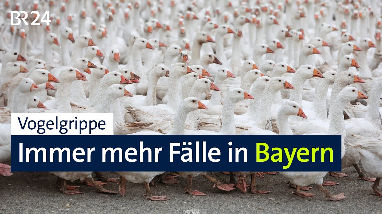 Vogelgrippe: Immer mehr Fälle in Bayern | BR24