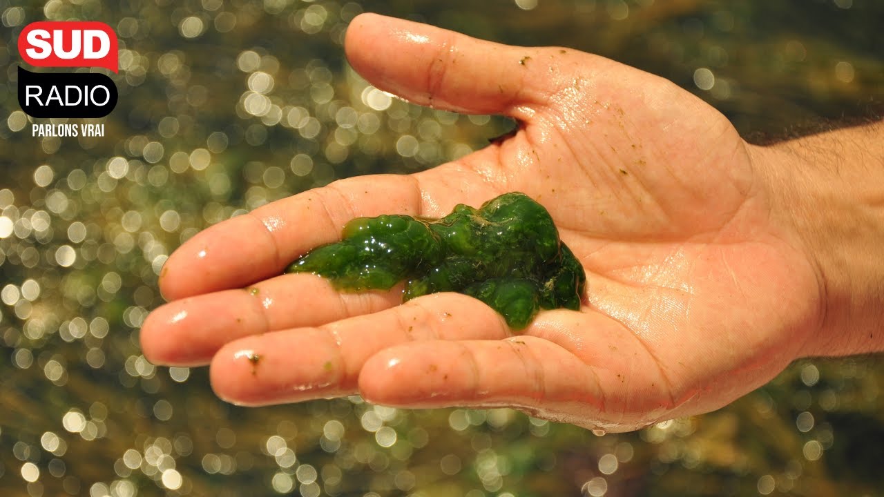 Algues : quels bienfaits pour notre corps ?