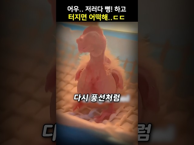 어우.. 저러다 뻥! 하고 터지면 어떡해..ㄷㄷ