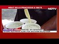 Rajasthan Heatwave | Rajasthan Swelters At 50 Degrees, Severe Heatwave To Continue For Next 2-3 Days  - 02:09 min - News - Video
