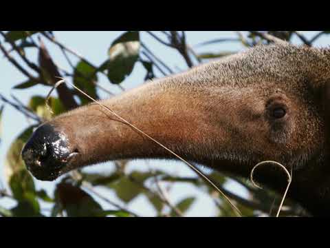 South America's Weirdest Animals'