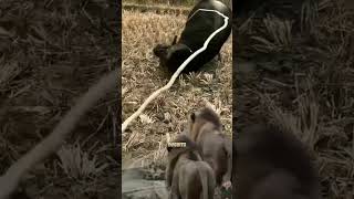 Kerbau Pura pura ngamuk ketika didatangi para singa #shorts #animals  #lion #buffalo