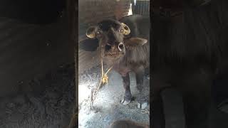 buffalo#sound #animals#shortes#video