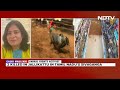 Jallikattu Deaths In TN | Why Bulls Attack People During Jallikattu Festival? Activist Explains  - 02:52 min - News - Video