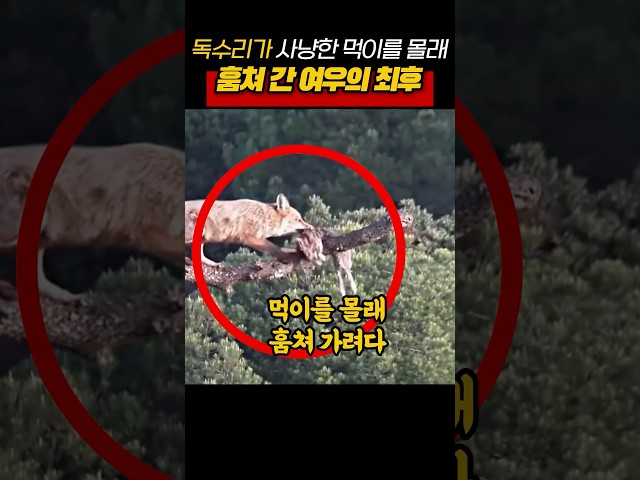 독수리가 사냥한 먹이를 몰래 훔쳐 간 여우의 최후