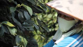 Vietnam ~ Black Pepper Harvest