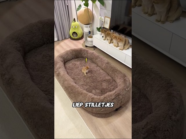 Dat is het bed van de KAT... Maar hij heeft het overgenomen ❗😂