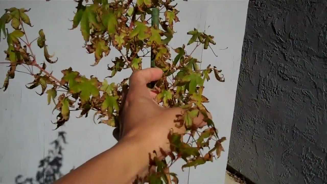 How To Deal With Sunburn Japanese Maple Leaves By Deleafing defoliate 