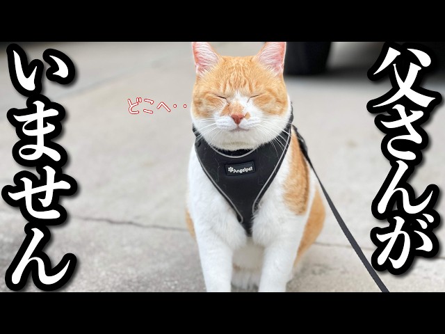 父が家族を残し旅へ‥置いてかれた猫のリアルな反応
