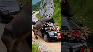 This buffalo is so spiritual #AllThingsAreSpiritual #ThrillingMoments #Buffalo