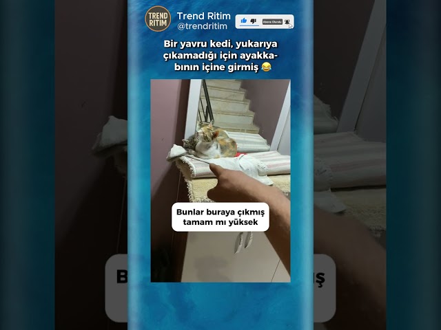Ayakkabının İçine Giren Yavru Kedi 🤣🥰