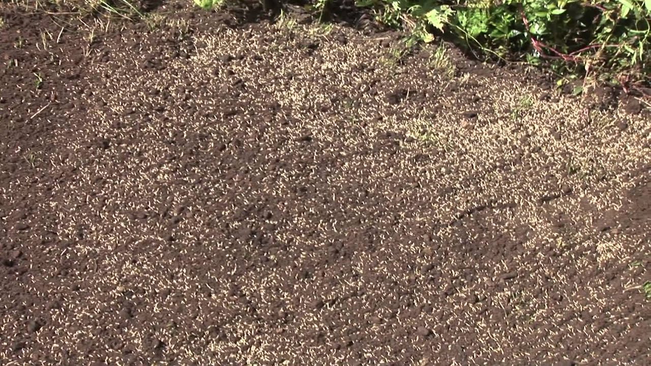 how-to-germinate-lawn-seed-youtube