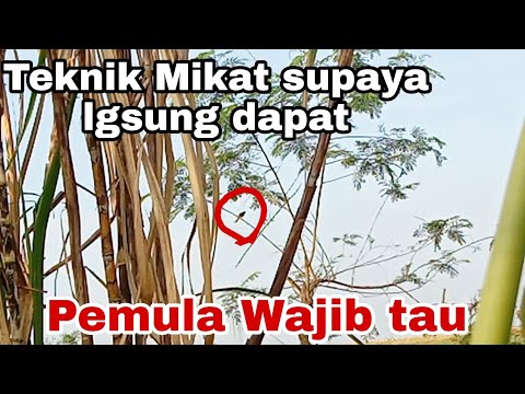 Teknik Mikat Yang benar||Cara mikat burung ciblek tebu @ObonKuy