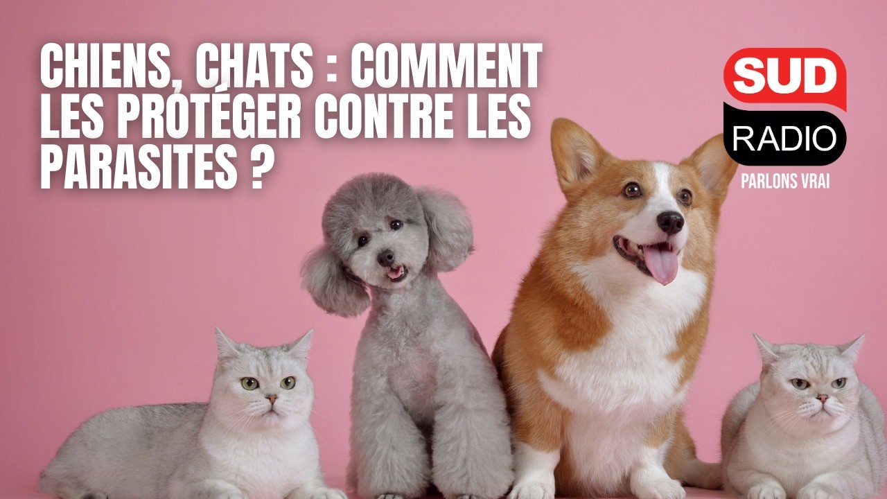 Chiens, chats : comment les protéger contre les parasites ?