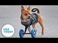 This two-legged dog's wheels are cooler than yours!