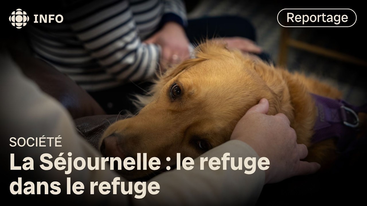Violences conjugales : La Séjournelle à Shawinigan accueille les femmes... et leurs animaux !