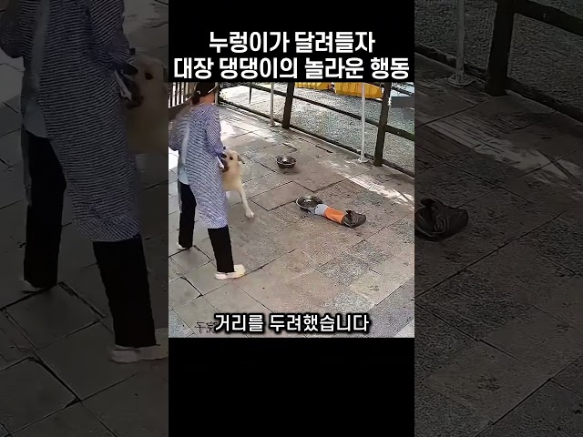 "감히 주인을?!.." 누렁이가 주인에게 달려들자 서열 1위 댕댕이의 반응