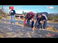 Jammu Kashmir: स्ट्रॉबेरी की खेती से मेंढर के किसान जमकर कमा रहे हैं मुनाफा  - 01:43 min - News - Video