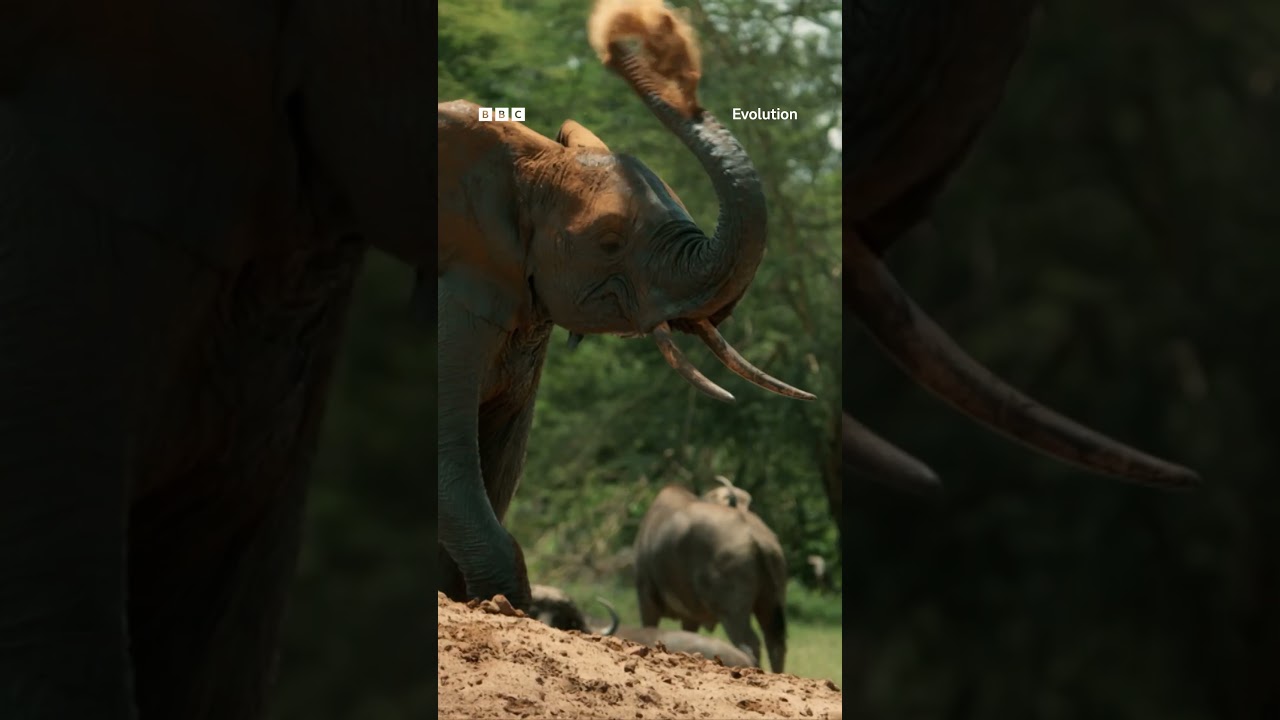 Travel through 4 billion years in BBC Earth Science’s Evolution with Chris Packham 🌏 #Shorts #BBC