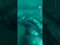 Diver gets slapped by mama whale, video goes viral