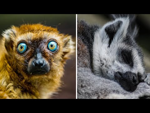 11 Fun Facts About Animals With The Most Unusual Sleeping Habits