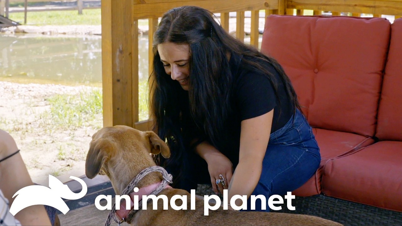 First-Time Adopter Finds Her Forever Dog | Pit Bulls and Parolees | Animal Planet