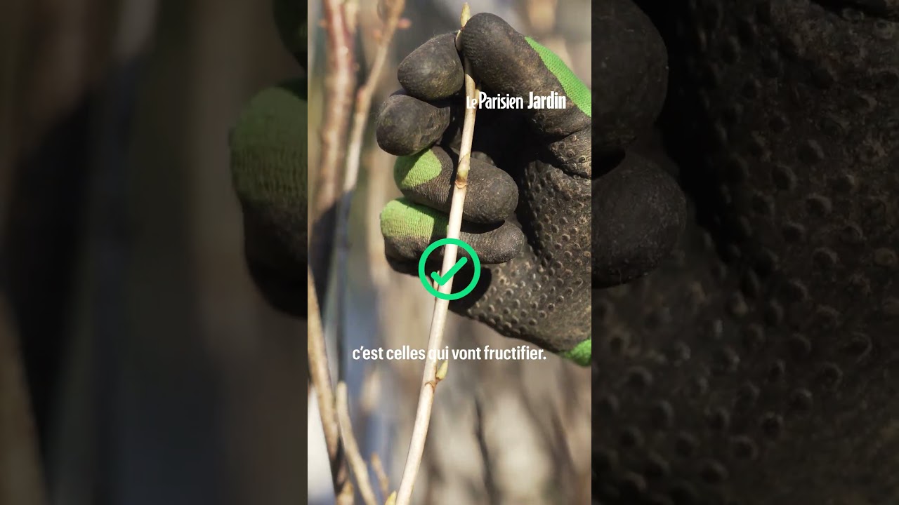 Taille du cassissier : la technique à suivre pour récolter plus de fruits