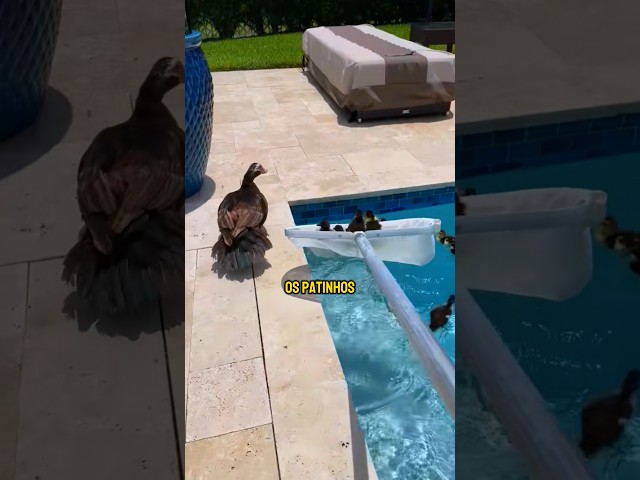Resgate dos Patinhos 🥰🦆