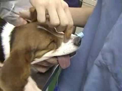 Endotrahealna intubacija kod psa		