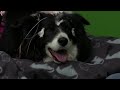 Can dogs understand words for specific objects? | REUTERS  - 01:51 min - News - Video