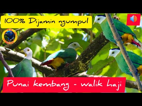 Suara pikat ampuh burung punai/walik kembang/punai kembang #ptilinopusmelanospilus