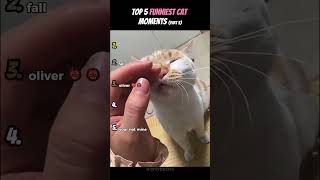 Top 5 Funniest Cat Moments (Part 3)