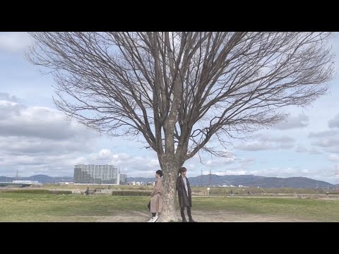 COLORS TO COOKS - 声 【Music  Video】
