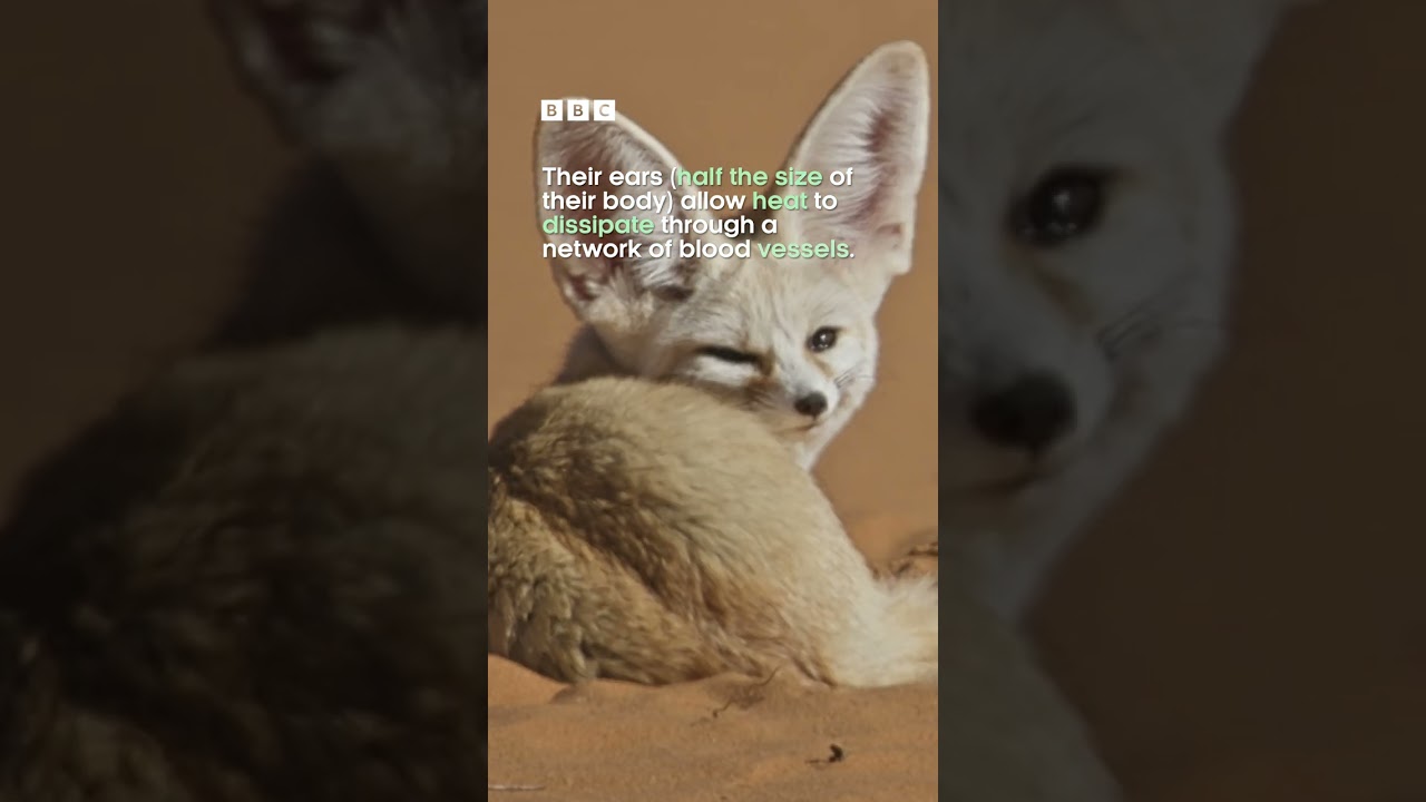 Why the big ears? 🦊👂| Dogs in the Wild | BBC Earth