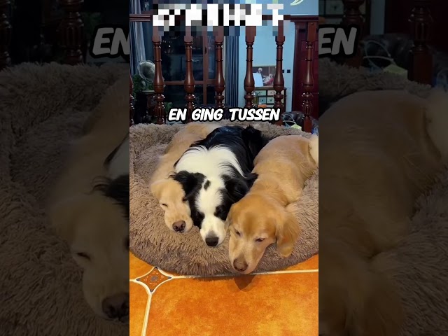Deze drie honden zijn beste vrienden🐕🐩🐕