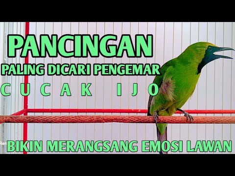 pancingan burung cucak ijo respon emosi ikut gacor