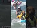 Canines surf waves in California to raise charity money - 00:31 min - News - Video