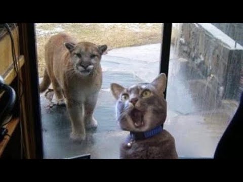 Upload mp3 to YouTube and audio cutter for Funniest Animals   Awesome Funny Animals Life Videos   Cutest Animals Ever download from Youtube