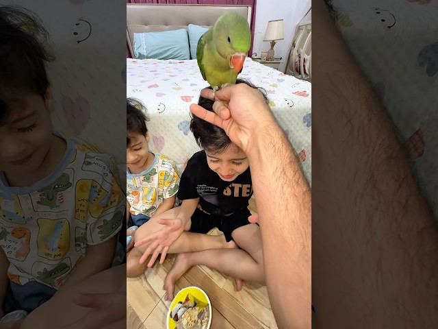 مجودي وجود بس لا الببغاء 🦜🤣#مجودي #جودي #نتiraq